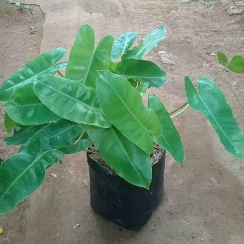 tanaman hias brekele|tanaman burlemax brekele