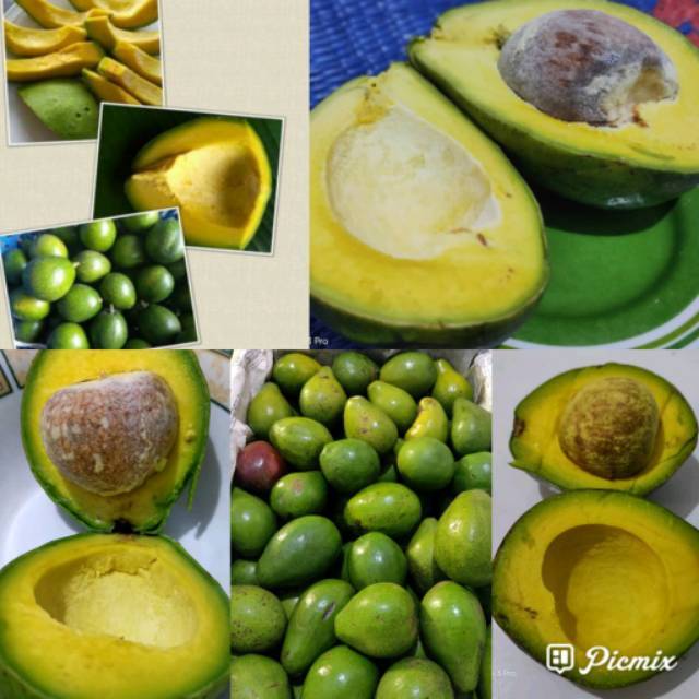 

1 KG ISI 4 BUAH. ALPUKAT MENTEGA LAMPUNG TIMUR