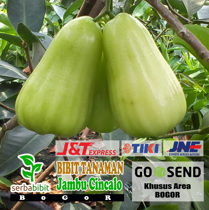Bibit Buah Jambu Air Cincalo Hijau - Tanaman Cincalo Jambu Manis