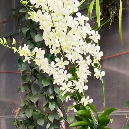 anggrek dendrobium putih wangi