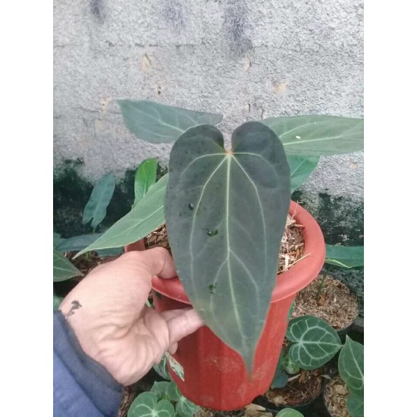 Tanaman Hidup Anthurium Papilaminum x Ace of spades