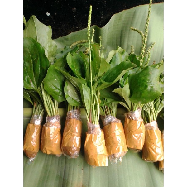 

daun panastis