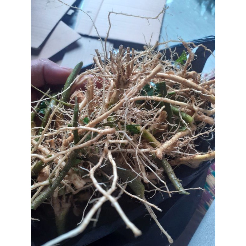 

Akar sidagori segar fresh 500 gram