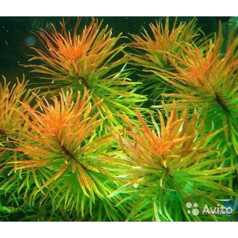 tanaman Aquascape ludwigia inclinata var cuba