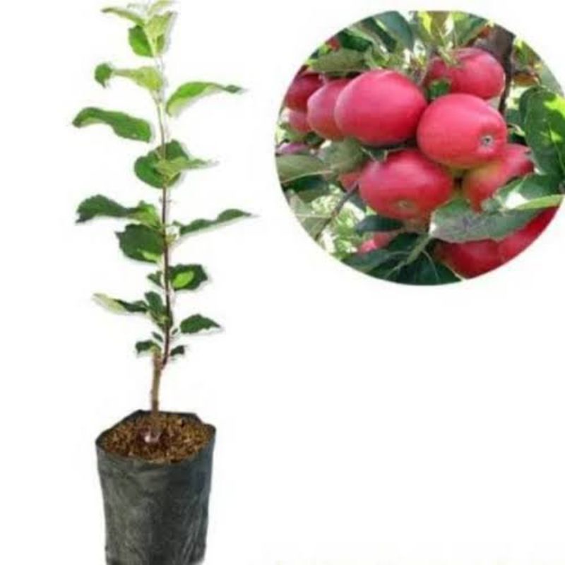 Tanaman Bibit Buah Apel Fuji Sudah Berbuanga