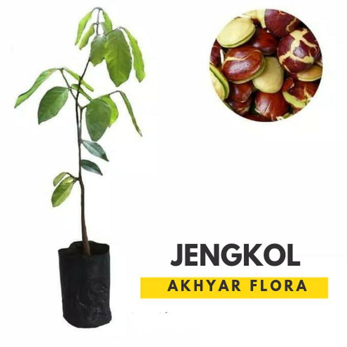 *_@ Bibit Jengkol Super Pohon Jengkol Tanaman Jengkol super