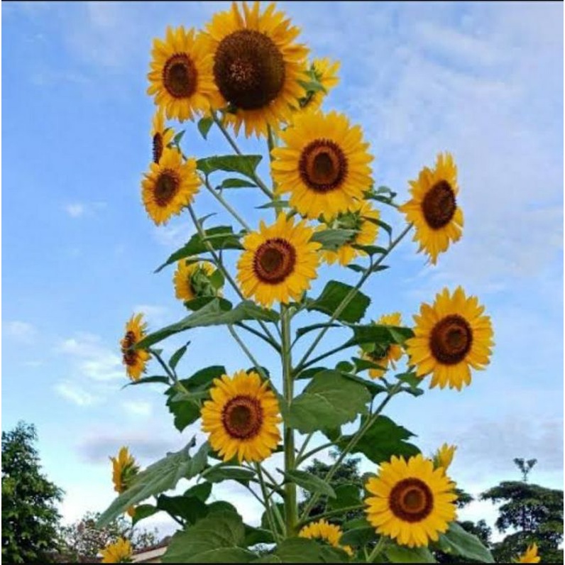Matahari bunga Bunga matahari