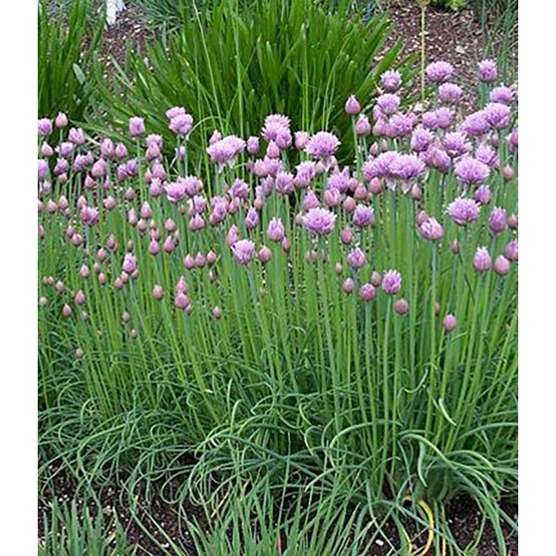 Benih-Bibit Daun Bawang Chives (Haira Seed)