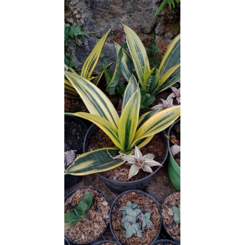 anak sensivera gold flame