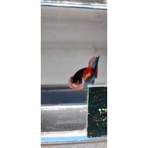 

ikan + ongkir 60 rb