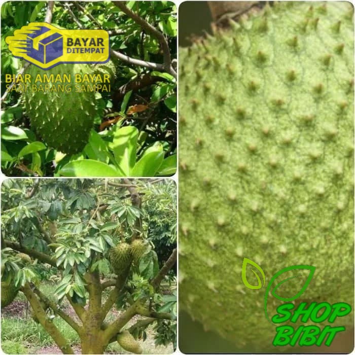 

Bibit sirsak madu jumbo super manis