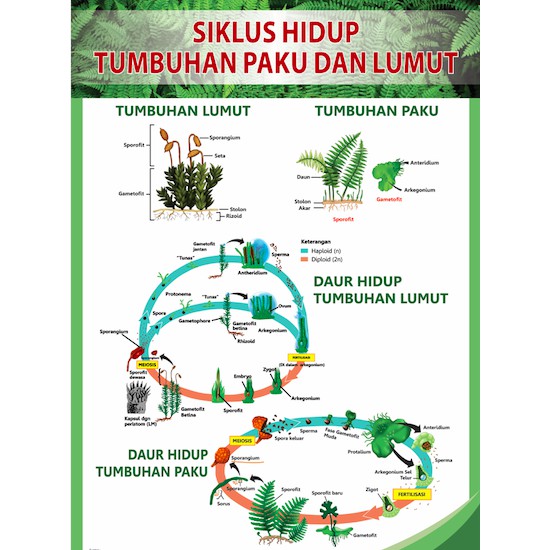 Poster Biologi Tentang Tumbuhan Shopee Indonesia
