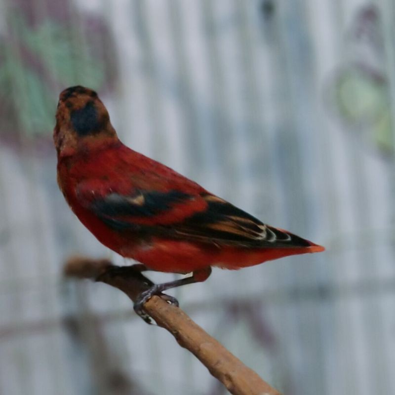 Mule Green Siskin 2 Ekor Jantan Oleh Kenari Bandung Indonesia Di Bandung