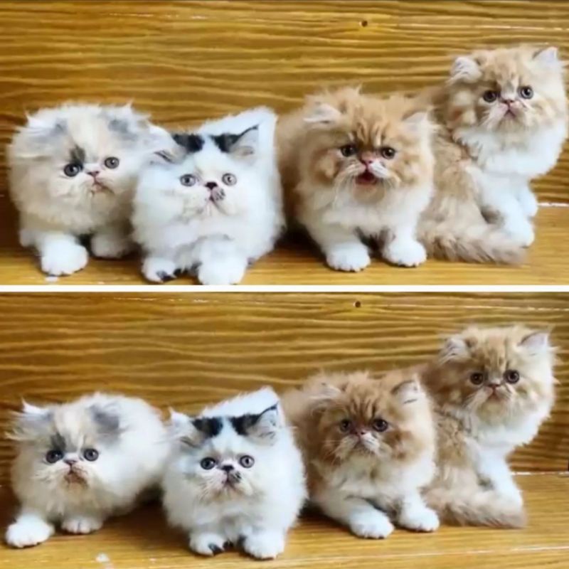 kucing kitten ras persia peaknose longhair