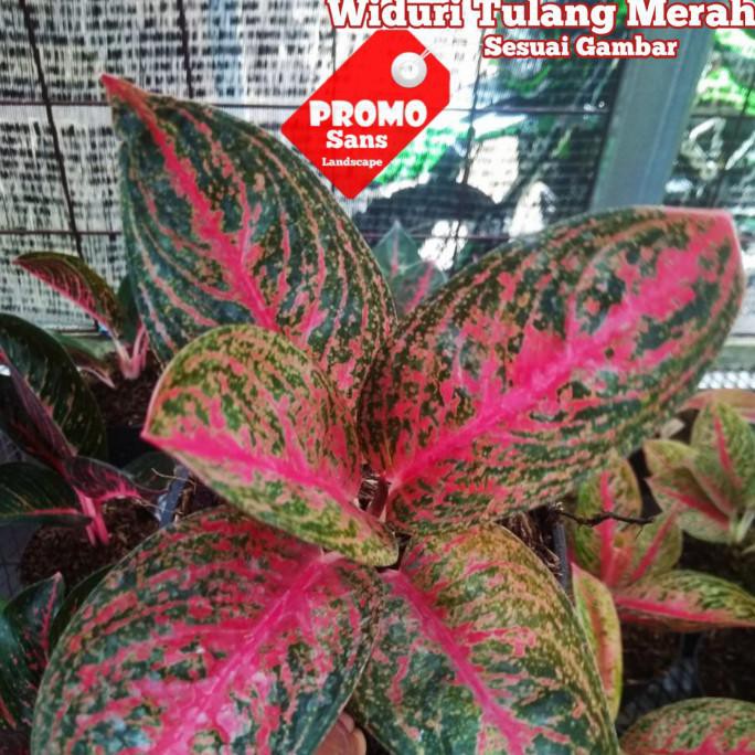 

Sale Aglonema Widuri Tulang Merah Besar/Indukan Widuri Tulang Mrah Real Pic