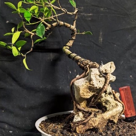 bonsai ficus kimeng on the rock cakep realpic