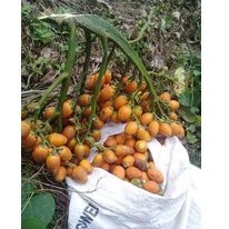 

Bibit Pinang