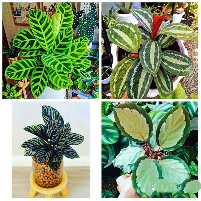 paket hemat tanaman hias hidup calathea 4 jenis tanaman hias hidup/tanaman hias Calathea paket murah