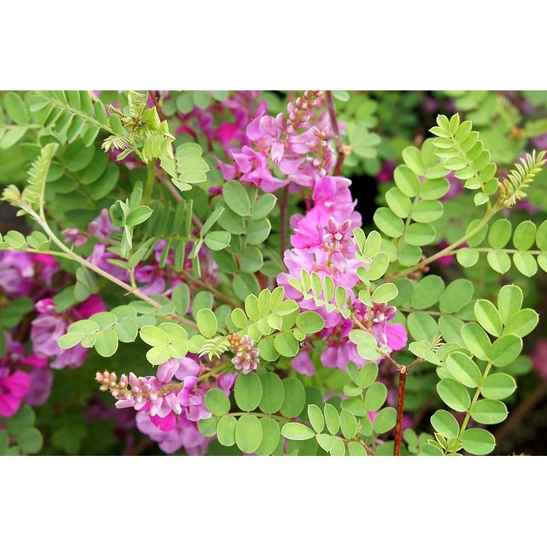 (500 GRAM) Benih Tanaman Indigofera Tarum (Indigofera tinctoria) Seeds - Sumber Protein Pakan Hewan Ternak