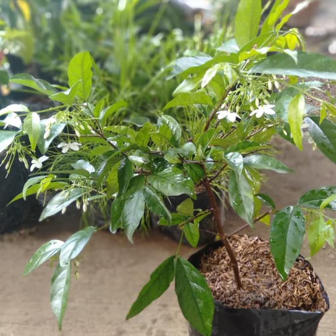 TANAMAN HIAS ANTING PUTRI/BIBIT BUNGA ANTING PUTRI(BAHAN BONSAI) PREMIUM SELLER