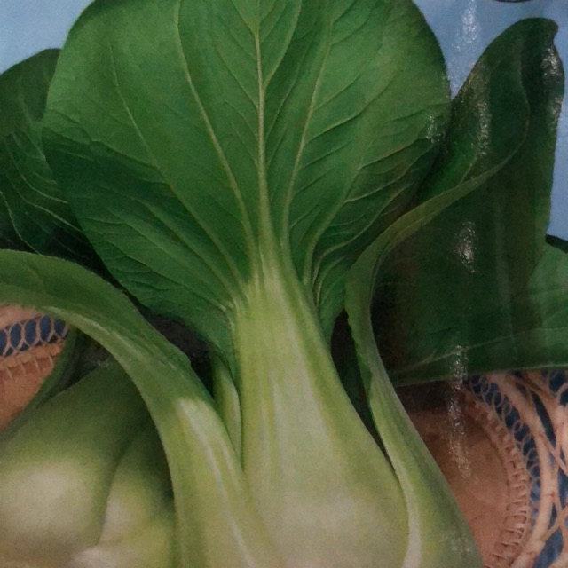Benih Pakcoy sayur