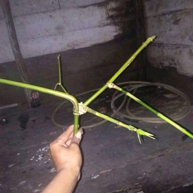 Bambu unik