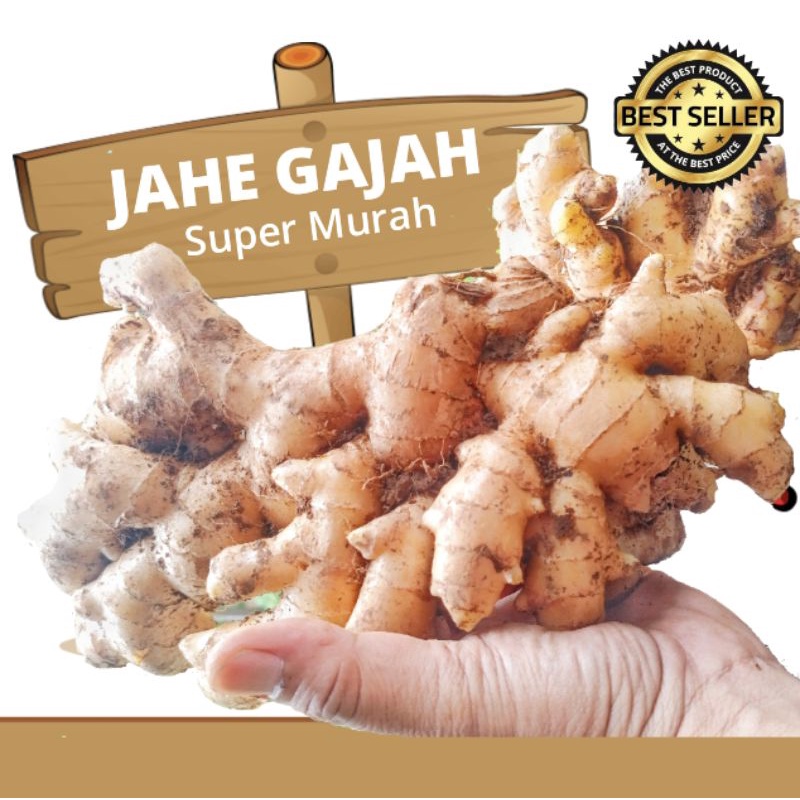 

Jahe Gajah 500gr Jahe Gajah Segar