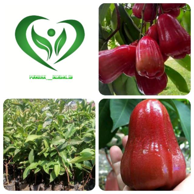 Bibit tanaman jambu air citra pohon jambu citra