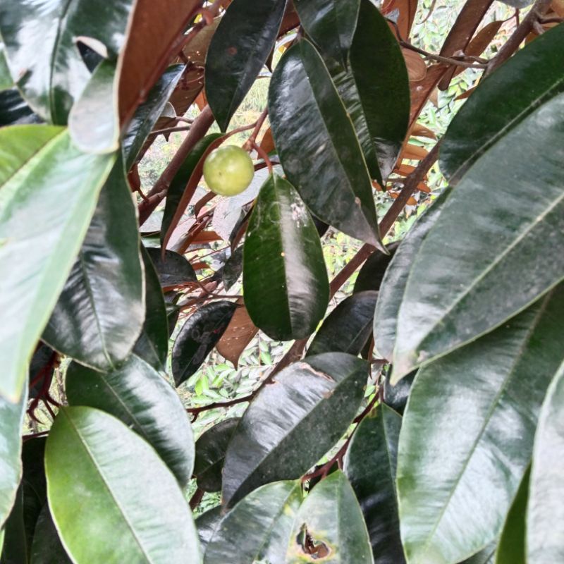 Daun sawo duren atau kenitu segar fress langsung petik 1 kg