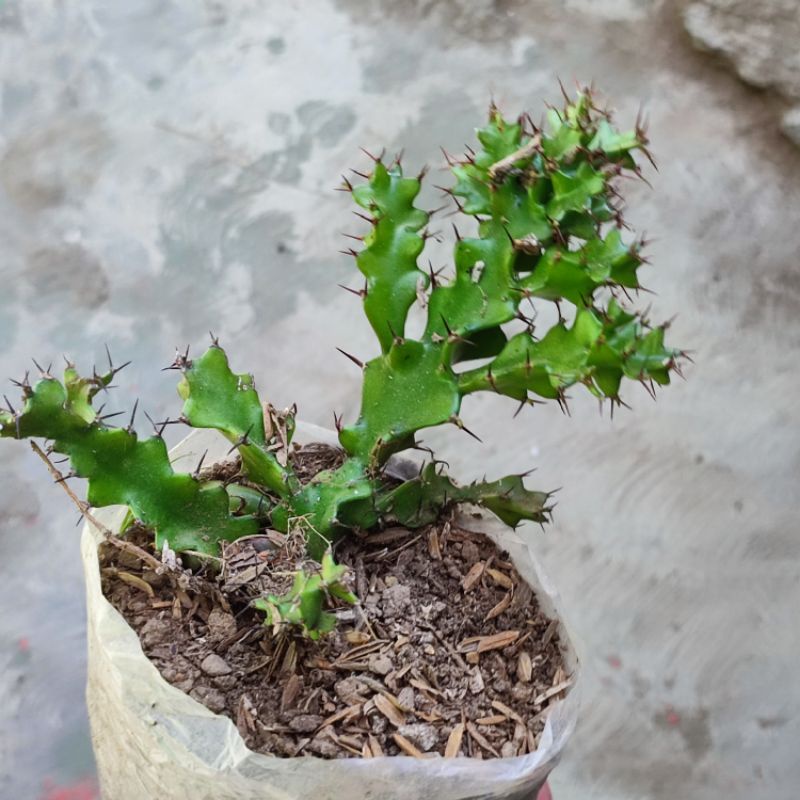 Euphorbia Wakefieldii Sukulen