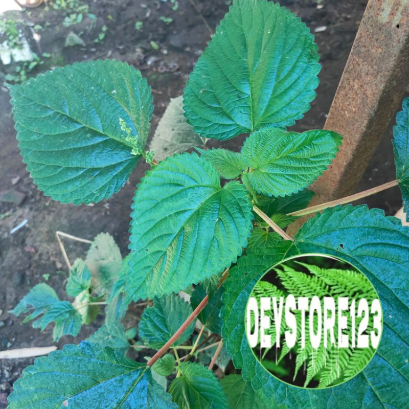 

Daun jelatang daun gatal 250 grm