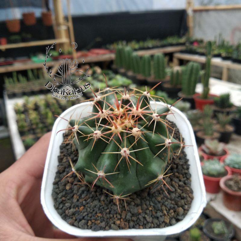 KAKTUS SKULEN - ferocactus inermis