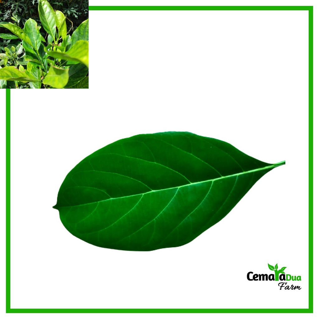 

Daun Nangka Segar Bungkus Jajan/ Obat Herbal Untuk Diabetes dan Kanker