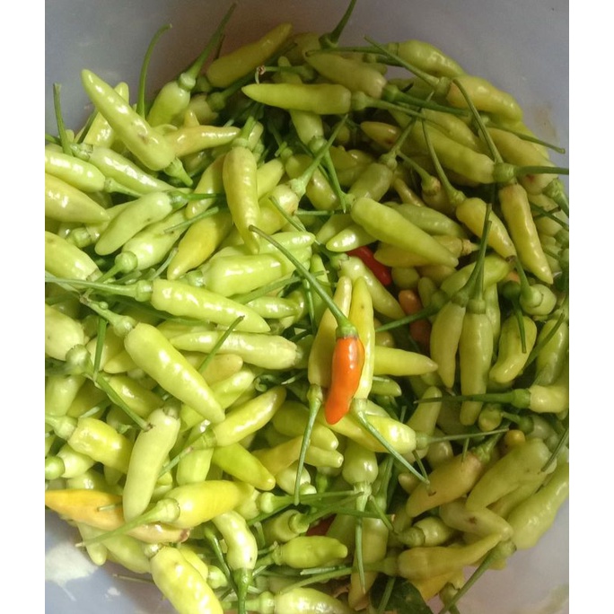

cabe putih-cabe pedas 250 gram
