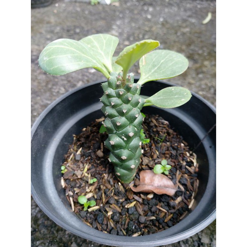 Kaktus Euphorbia Monadenium