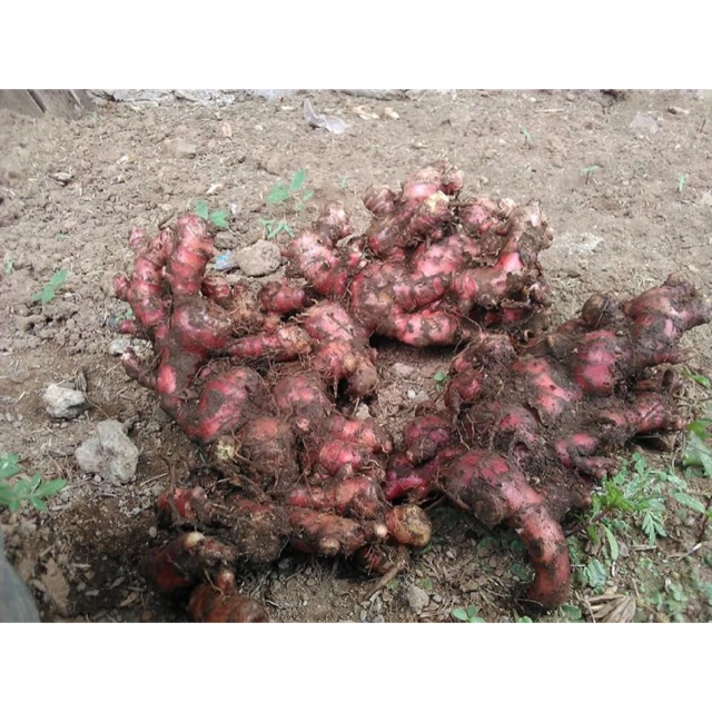 

Jahe merah