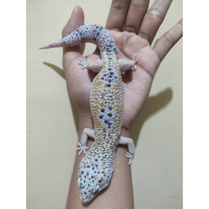Acc Leopard Gecko MACKSNOW ENIGMA HET RAPTOR *male proven
