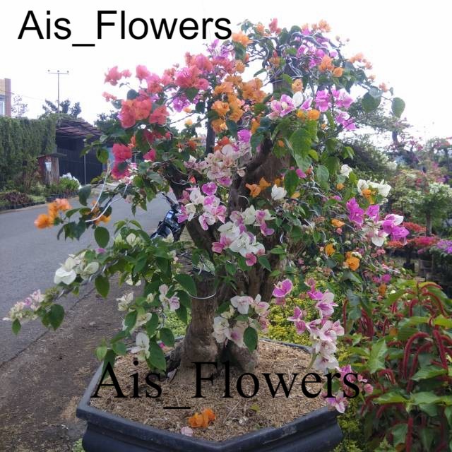 Bonsai Tanaman Hias Bougenville 3 Warna Variegata / Sudah Jadi Bonsai TANAMAN HIAS