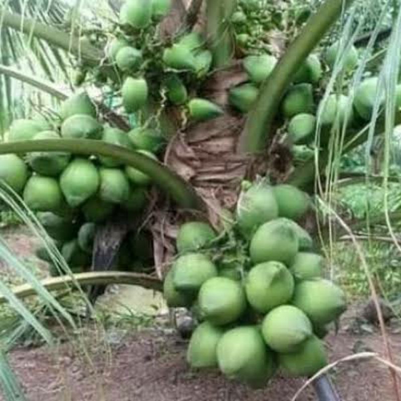 bibit kelapa hibrida hijau