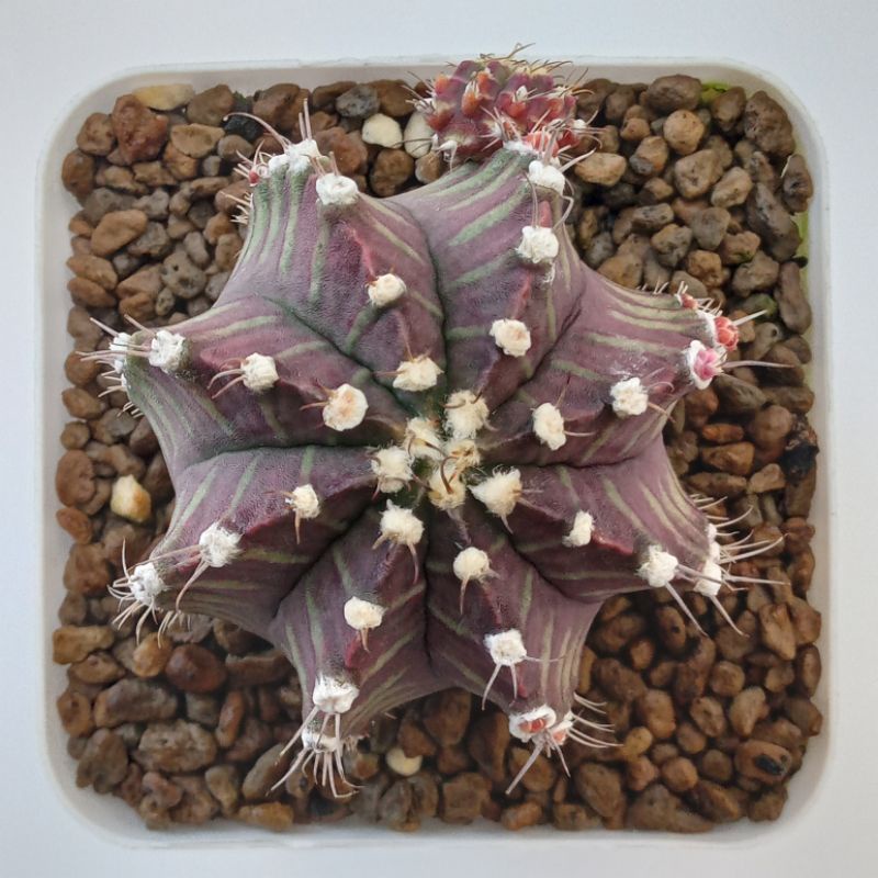 Kaktus Miha Siklam | Gymnocalycium Mihanovichii Siklam Purple | Gymno Purple | Gymno Siklam | Miha S