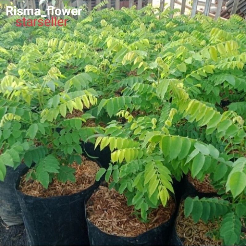 POHON BELIMBING WULUH / TANAMAN BELIMBING WULUH