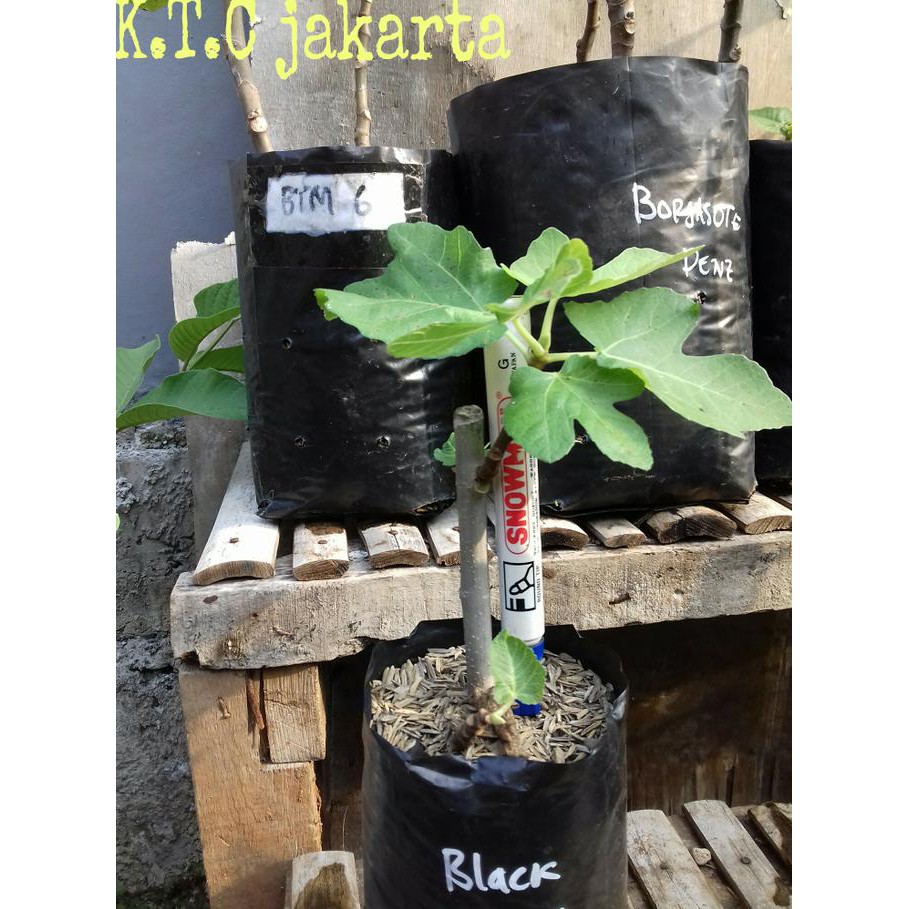 terbaik Bibit pohon tin/ara jenis Black Genoa