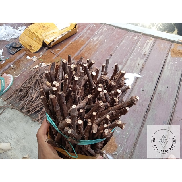 PROMO!! Rootstock Anggur Merah Red Master Unggul Terpercaya