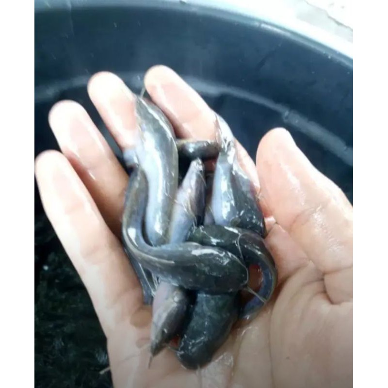 

ikan lele Sangkuriang