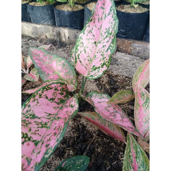 aglomema ruby dinamid