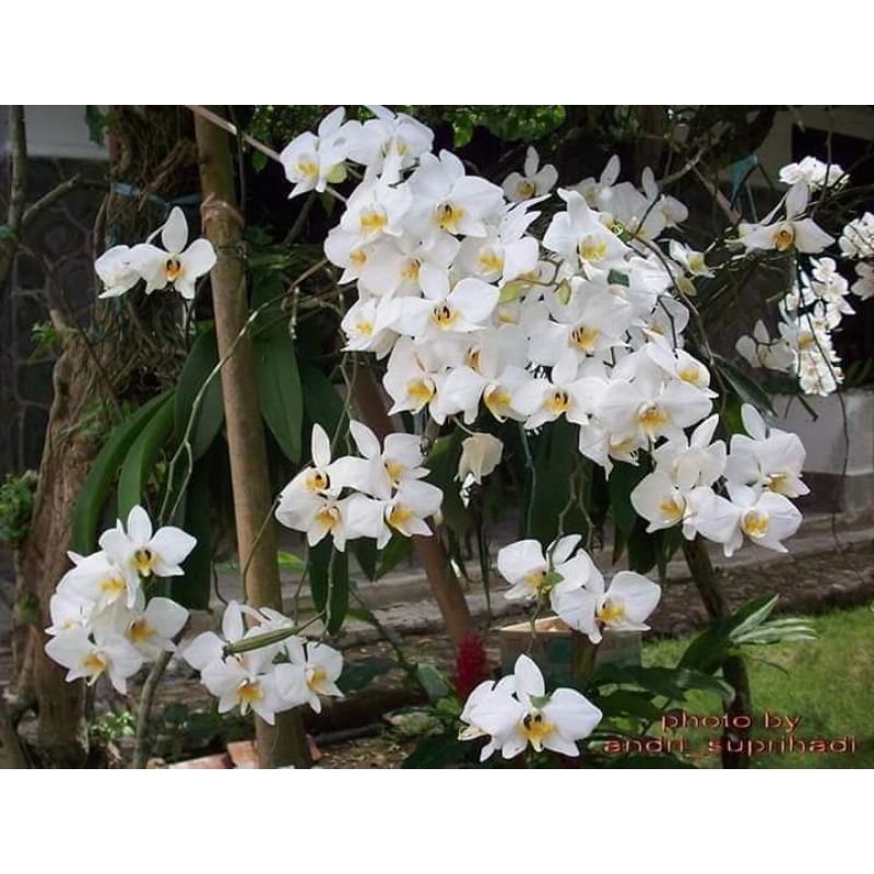 angbul amabilis