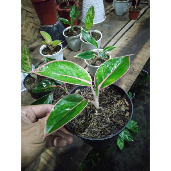 paket Aglonema flaminggo & pink dalmantion size anakan real picture