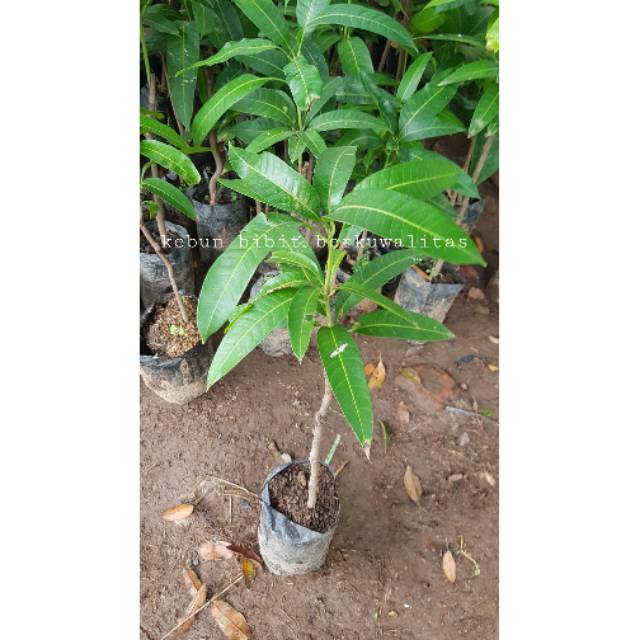 Bibit mangga madu/mangga manalagi