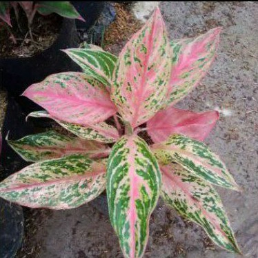 Aglaonema Butterfly