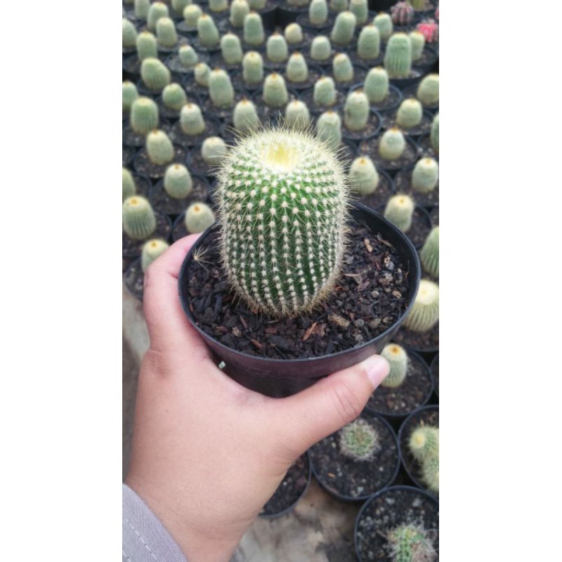 Kaktus Lening Ownroot